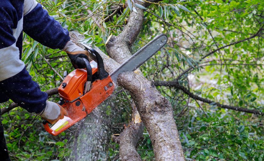 Arborists