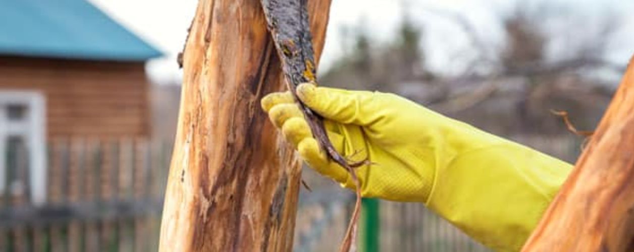 How to Tell if a Tree is Dead
