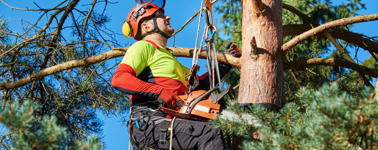 How Much Does an Arborist Cost