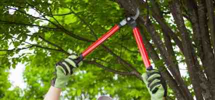 How to Prune a Tree Properly?
