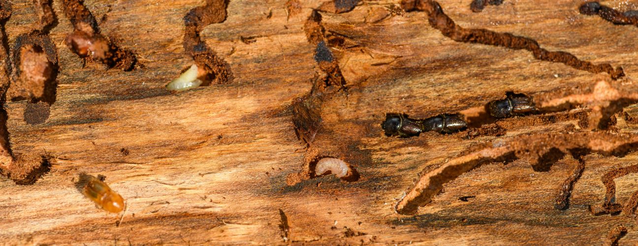 How to Get Rid of Termites